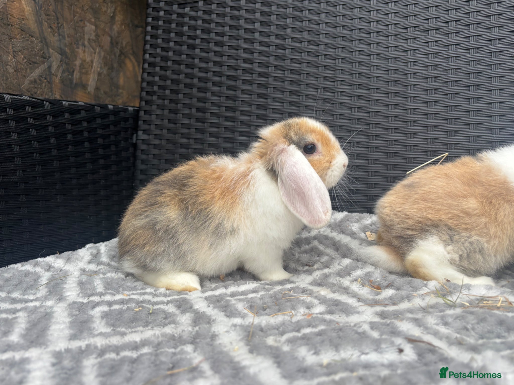 Mini Lop rabbits Beautiful coloured mini lops - Advert 16