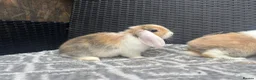 Mini Lop rabbits for sale: Beautiful coloured mini lops - Advert 1