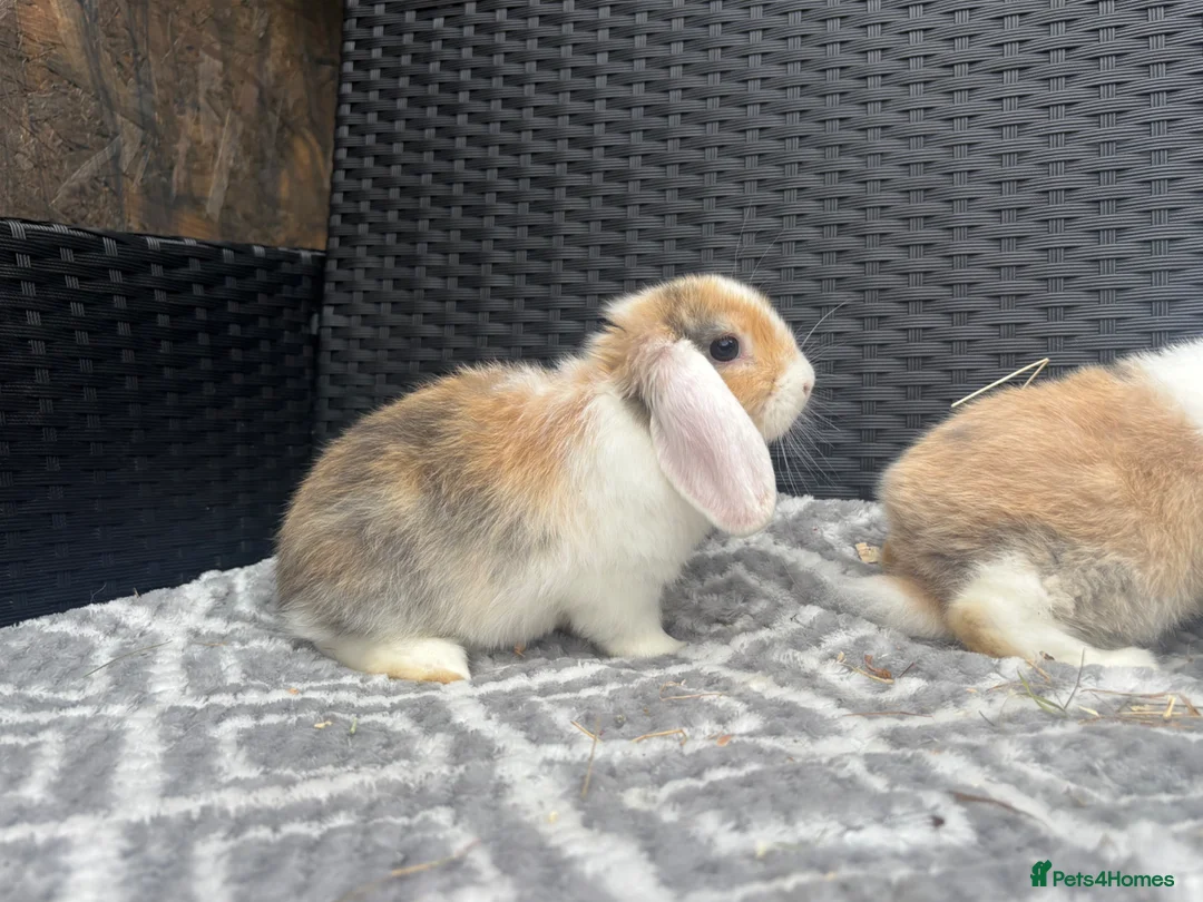 Mini Lop rabbits for sale: Beautiful coloured mini lops - Advert 1