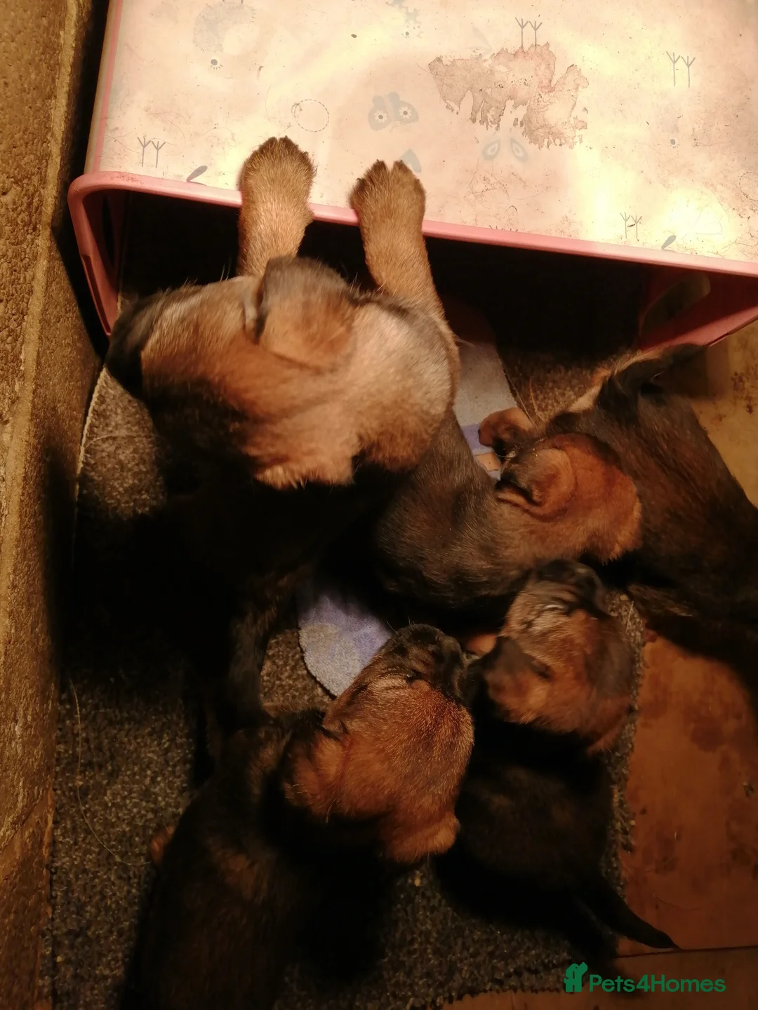 Border Terrier dogs for sale: Border terrier pups for sale  - Advert 6