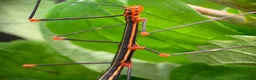 Stick Insects invertebrates for sale: 8x Nymphs of Oreophoetes peruana, L2-4 - Advert 4