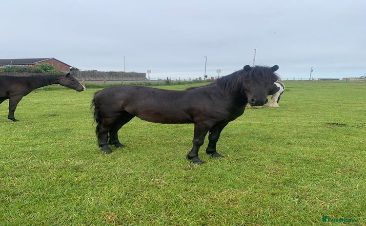 Dartmoor horses - Advert 3