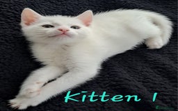 Mixed Breed cats for sale: 4 cute kittens up for sale - Image 10