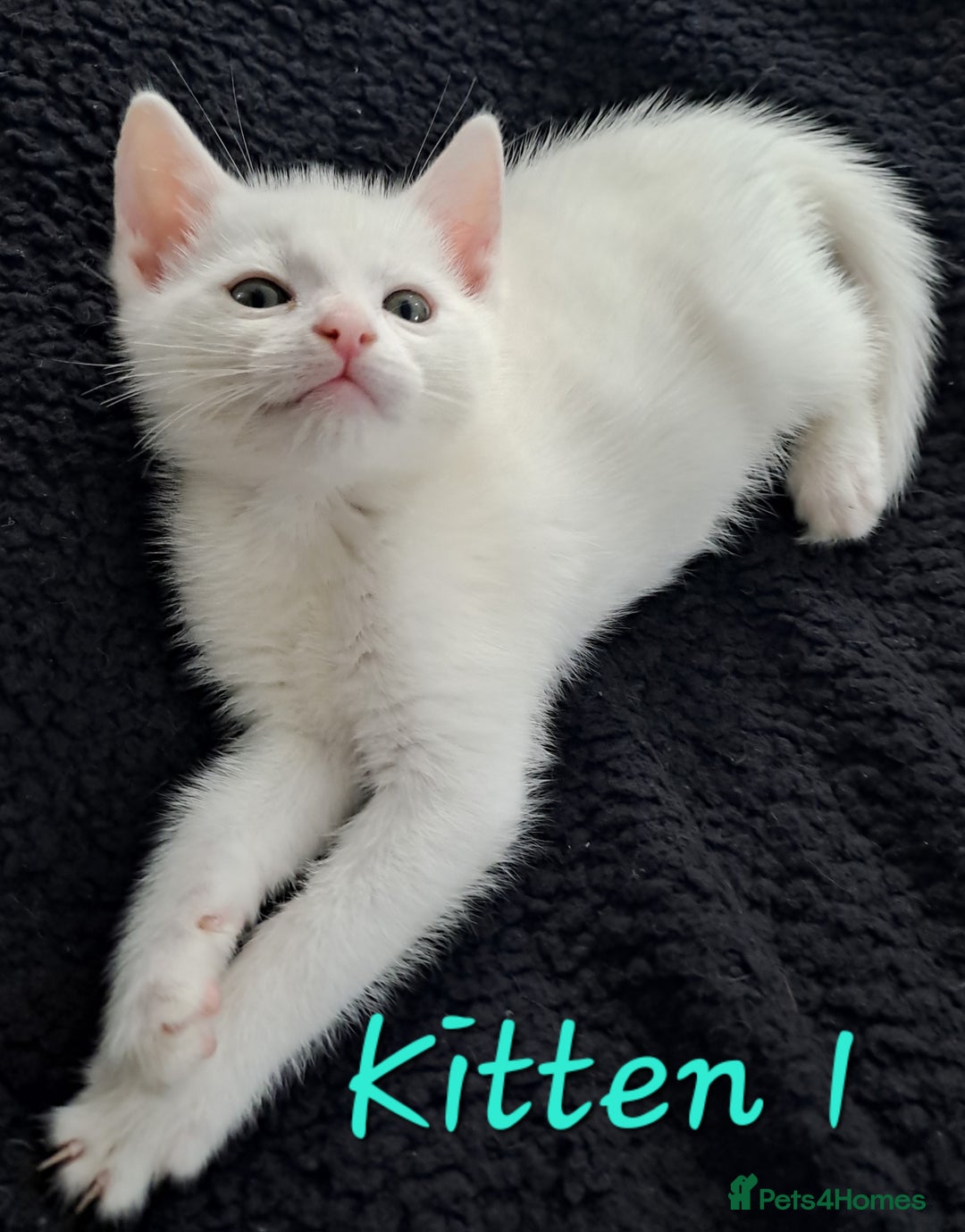 Mixed Breed cats for sale: 4 cute kittens up for sale - Image 10