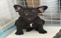 French Bulldog dogs for sale:  Adorable Frenchies Puppies Ready for them home - Image 15