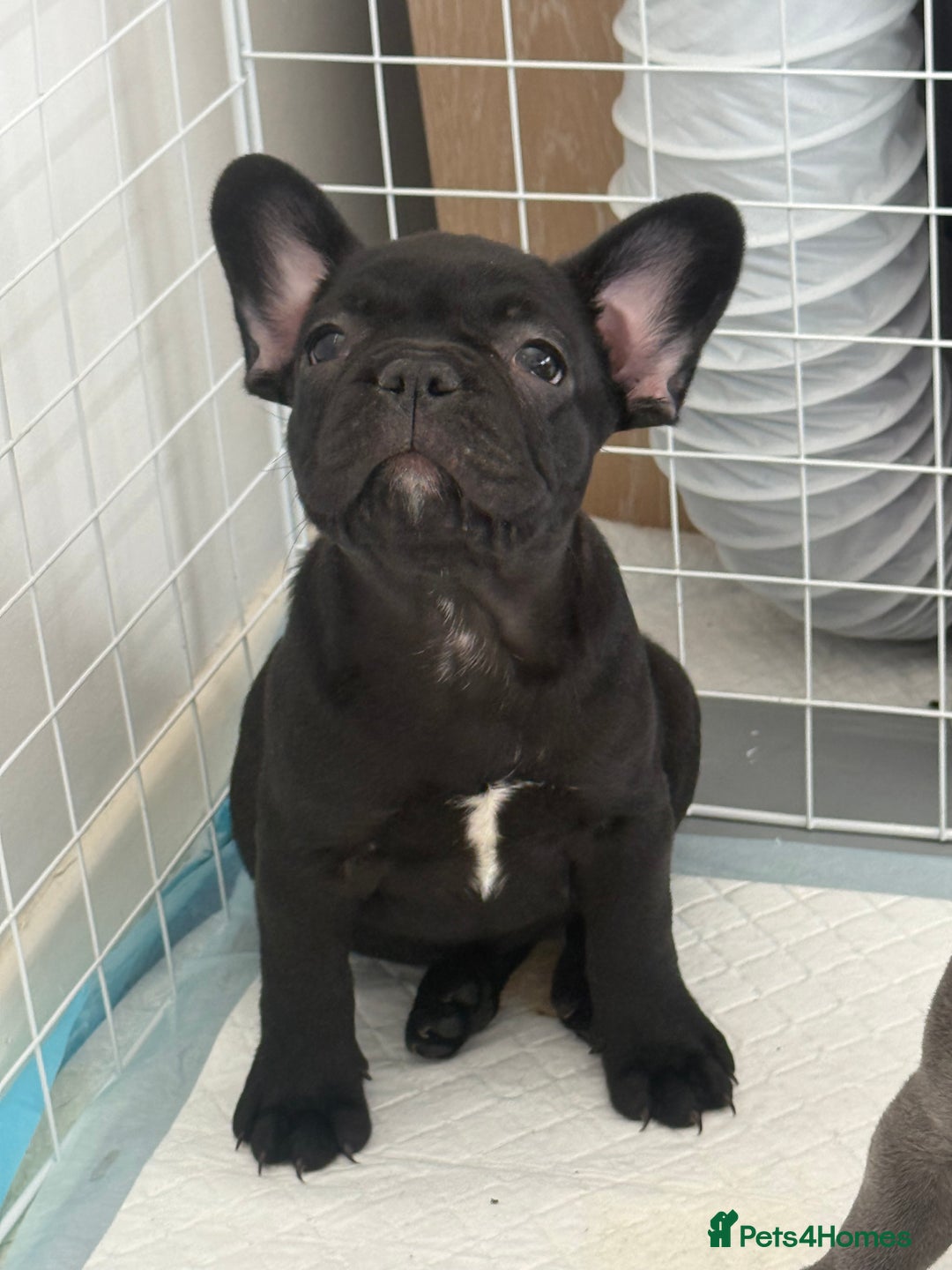 French Bulldog dogs for sale:  Adorable Frenchies Puppies Ready for them home - Image 15