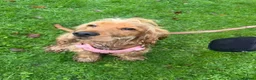 Cocker Spaniel dogs for sale: 16 month old show cocker spaniel  - Advert 3