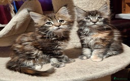 Maine Coon cats for sale: Beautiful torbie Maine Coon girls - Image 9