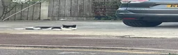 Mixed Breed cats for sale: 2 boys for rehoming  - Advert 4