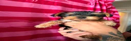 Yorkshire Terrier dogs for sale: 4 lovely puppies  - Advert 3