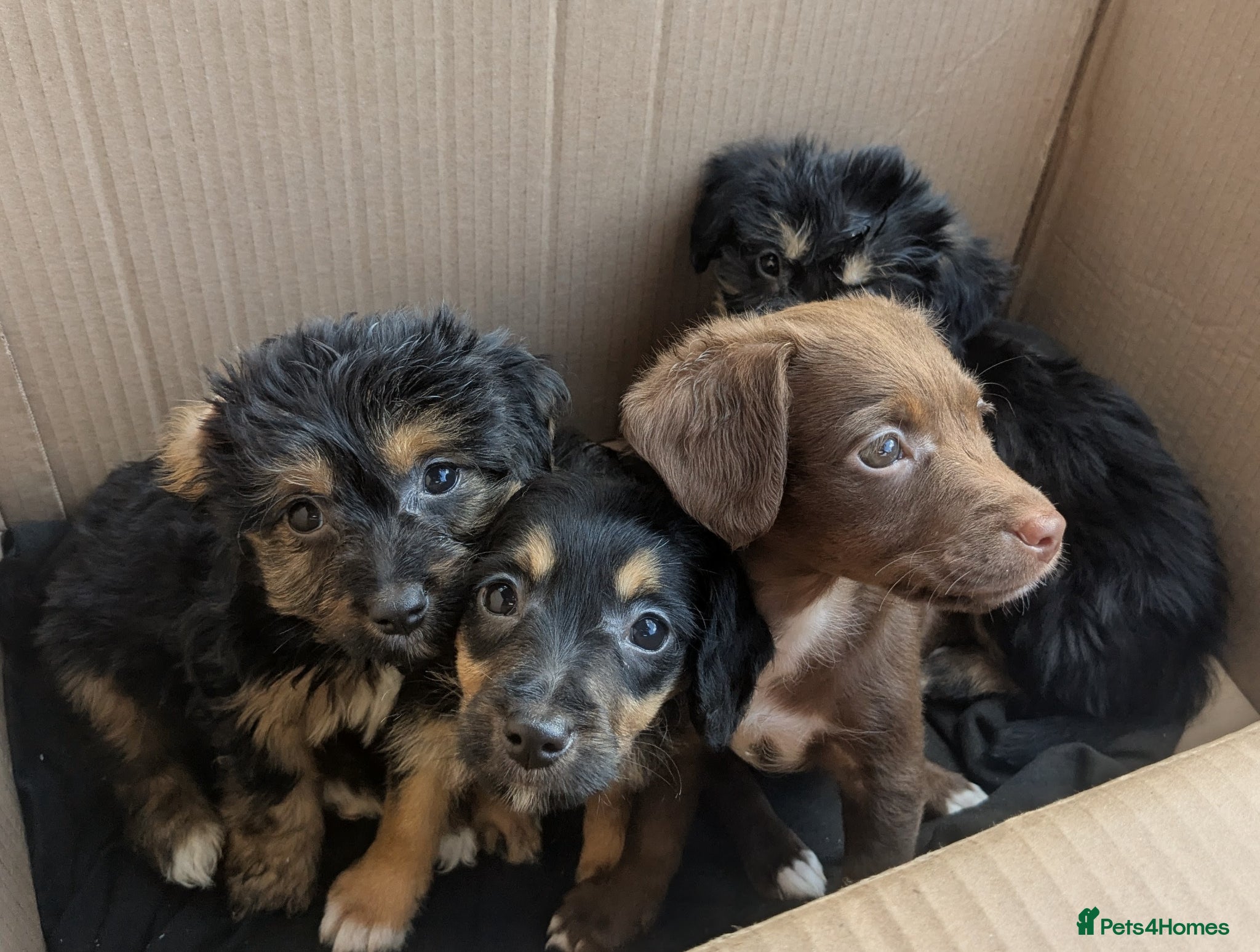 Mixed Breed dogs for sale: 4 Mixed breed pup available now - Advert 1