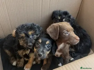 Mixed Breed dogs 4 Mixed breed pup available now - Advert 2