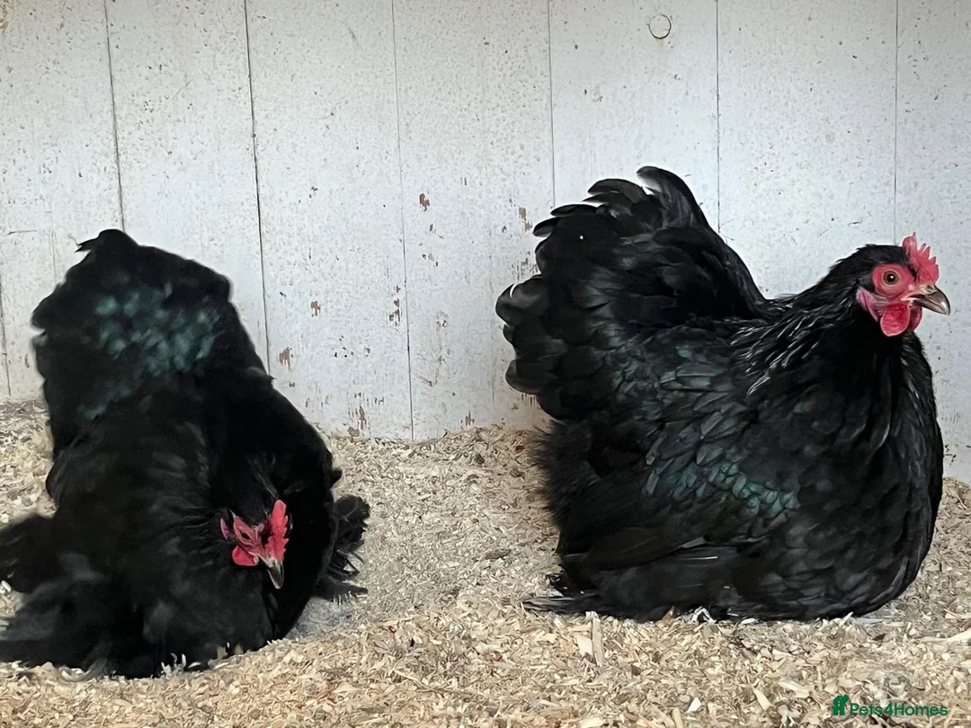 Hens poultry for sale: Two beautiful black Pekin pullets - Advert 1