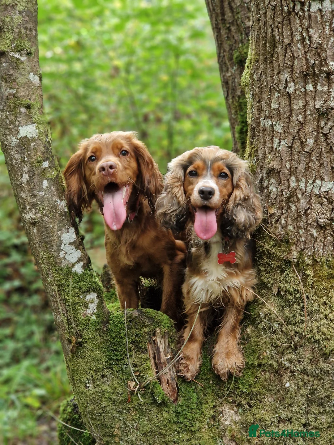 Cocker Spaniel dogs for sale: 4x show cocker spaniel puppies. - Advert 2