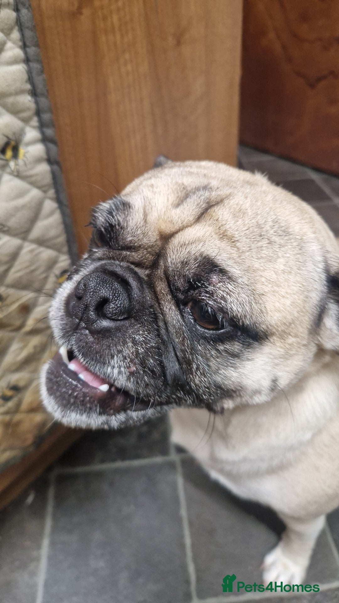 Mixed Breed dogs for sale: 5 year old norrie - Advert 11