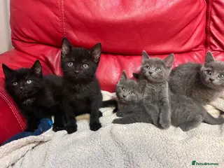 British Shorthair cats 5 adorable males looking for new home - Advert 1