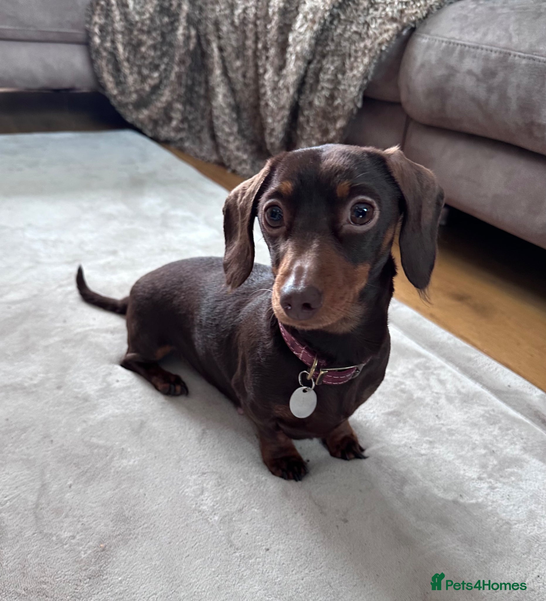 Miniature Dachshund dogs Miniature Dachshunds KC Registered - Advert 2