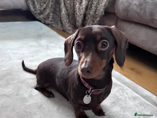 Miniature Dachshund dogs Miniature Dachshunds KC Registered - Advert 1