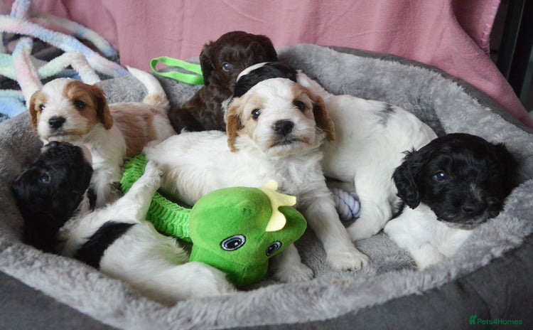 Cockapoo dogs - Advert 2