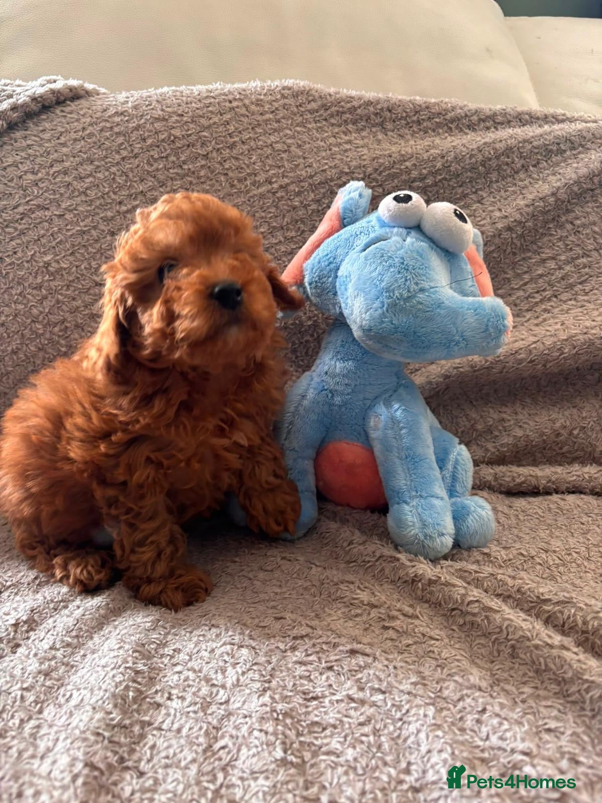 Cavapoo dogs Stunning red Cavapoo Ready Now - Advert 16