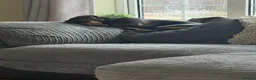 Dachshund dogs for sale: Standard Female Dachshund   - Advert 2
