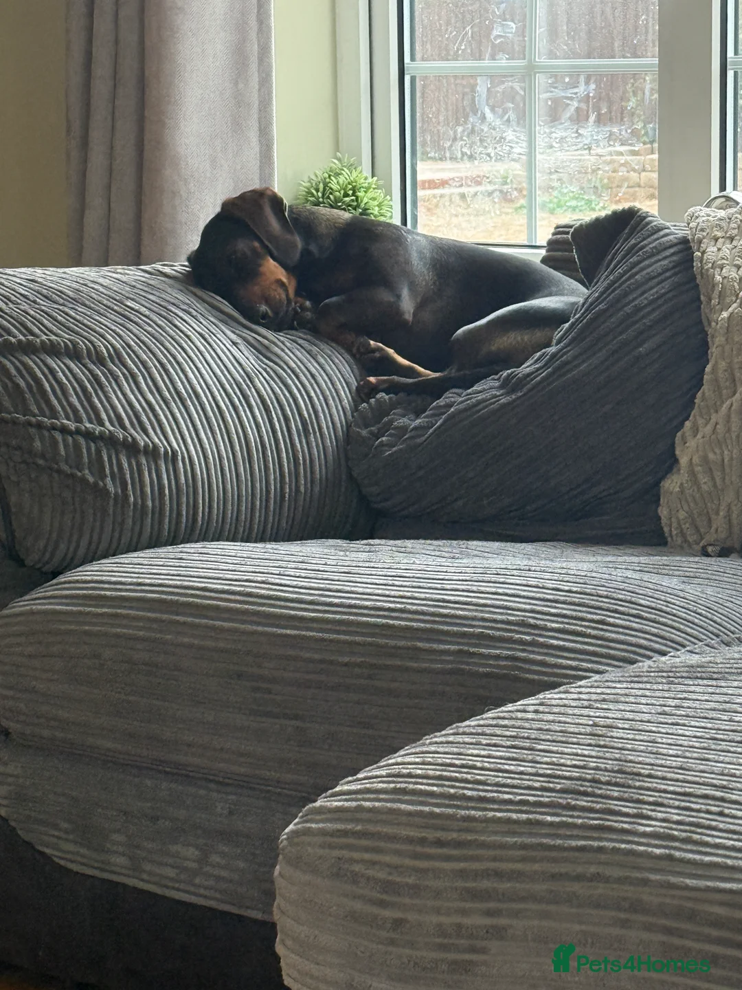 Dachshund dogs for sale: Standard Female Dachshund   - Advert 2