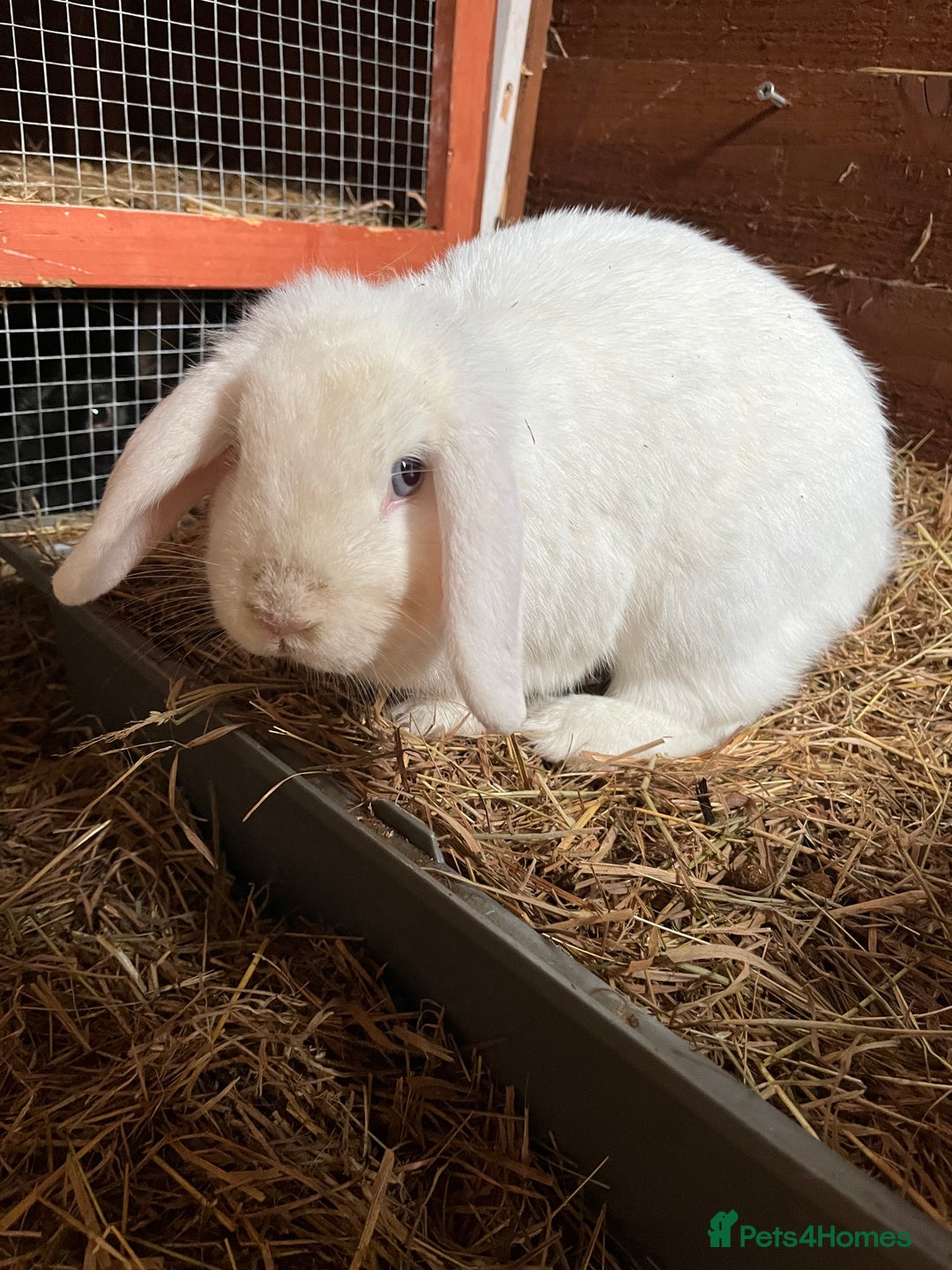Lionhead rabbits for sale: Sad sale due to work  - Advert 5
