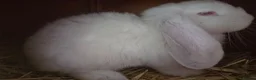 French Lop rabbits for sale: White Pedigree French Lop - Advert 3