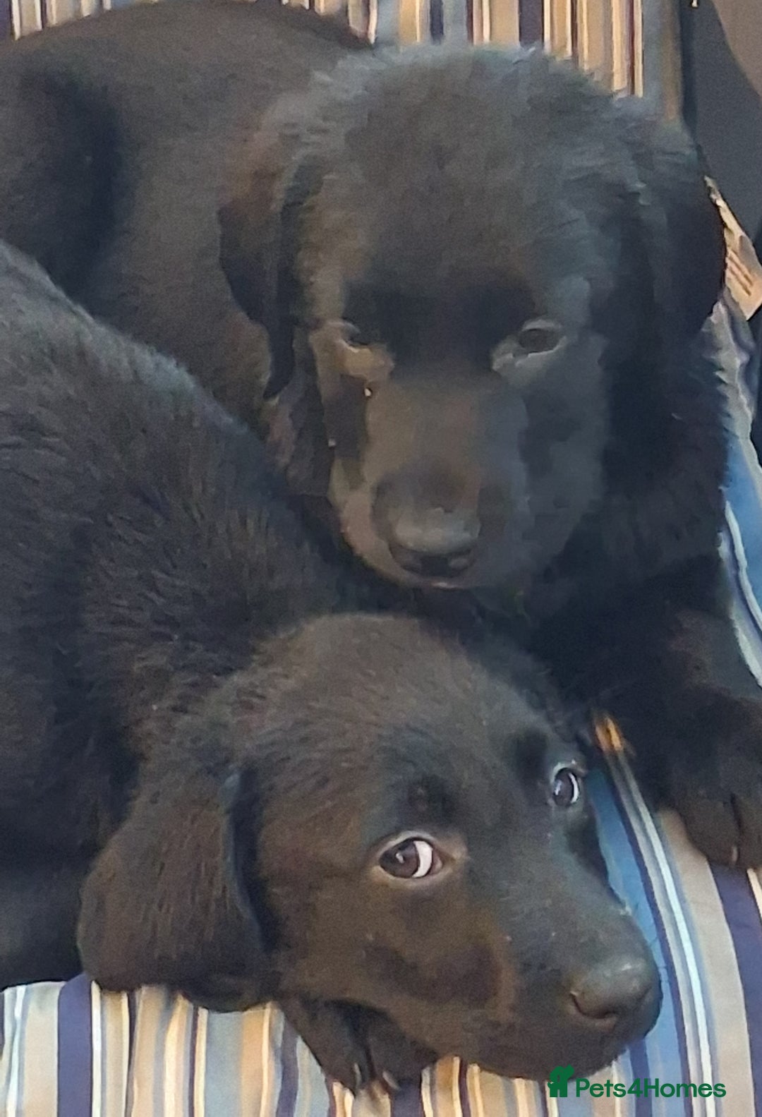 Labrador Retriever dogs for sale: Stunning big pedigree labrador puppies - Advert 20