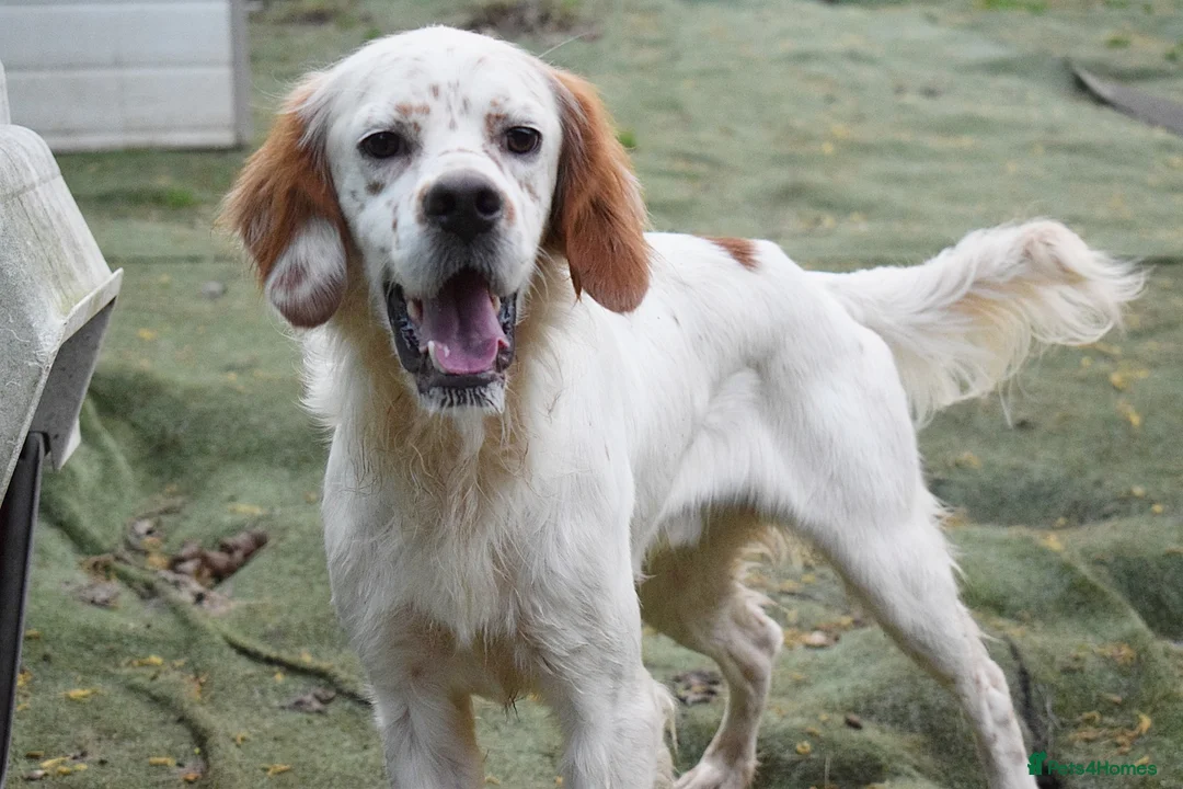English Setter dogs for adoption: Torre - Advert 2