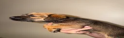 Border Terrier dogs for sale: Border pups  - Advert 14
