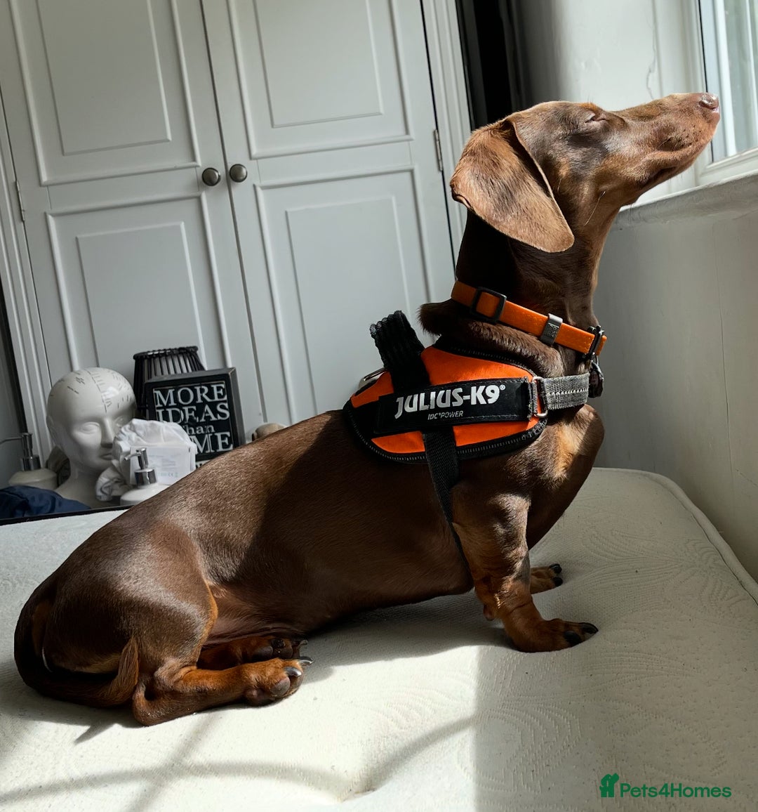 Miniature Dachshund dogs for stud: K.C. Registered Miniature Dachshund  - Advert 3