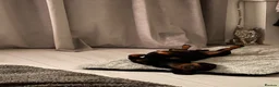 Dachshund dogs for stud: Mr Prince Ben  - Advert 6