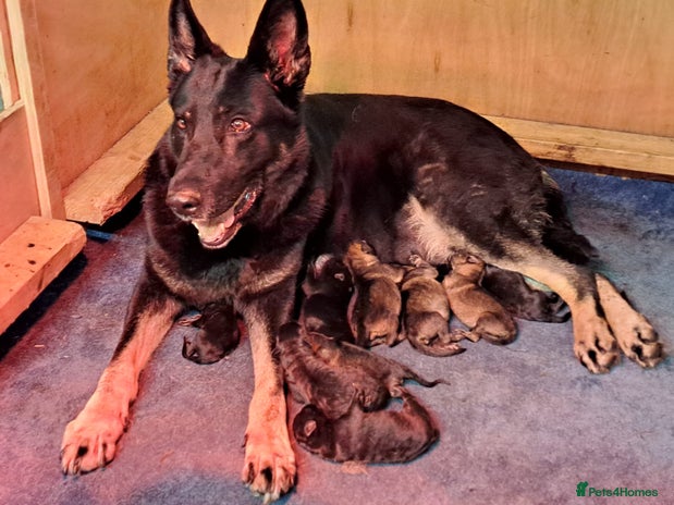 German Shepherd dogs - Advert 14