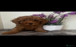 Toy Poodle dogs for sale: Beautiful Red Toy Poodle Puppies - Image 4