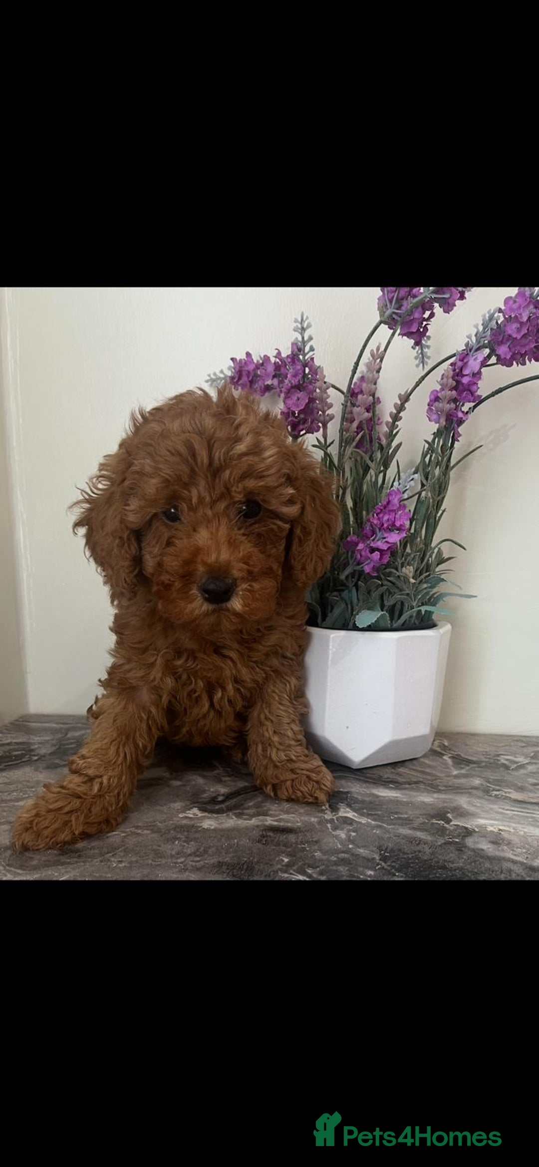 Toy Poodle dogs for sale: Beautiful Red Toy Poodle Puppies - Image 4