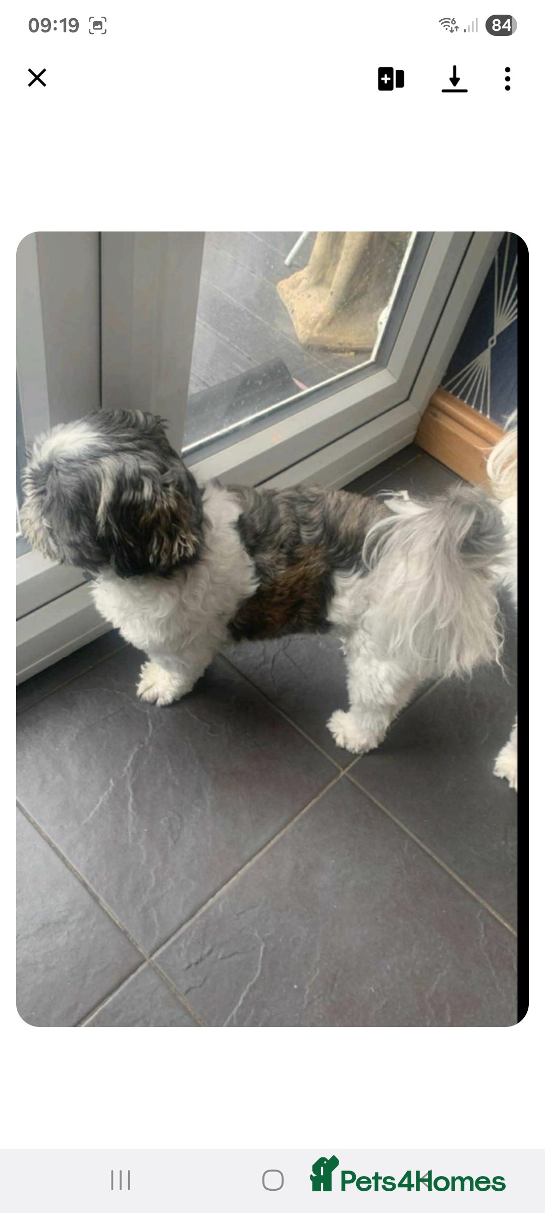 Shih Tzu dogs for sale: Shih tzu pups - Advert 22