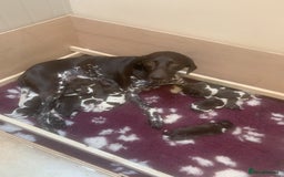 German Shorthaired Pointer dogs for sale: Litter due 21/08/2025 - Image 2