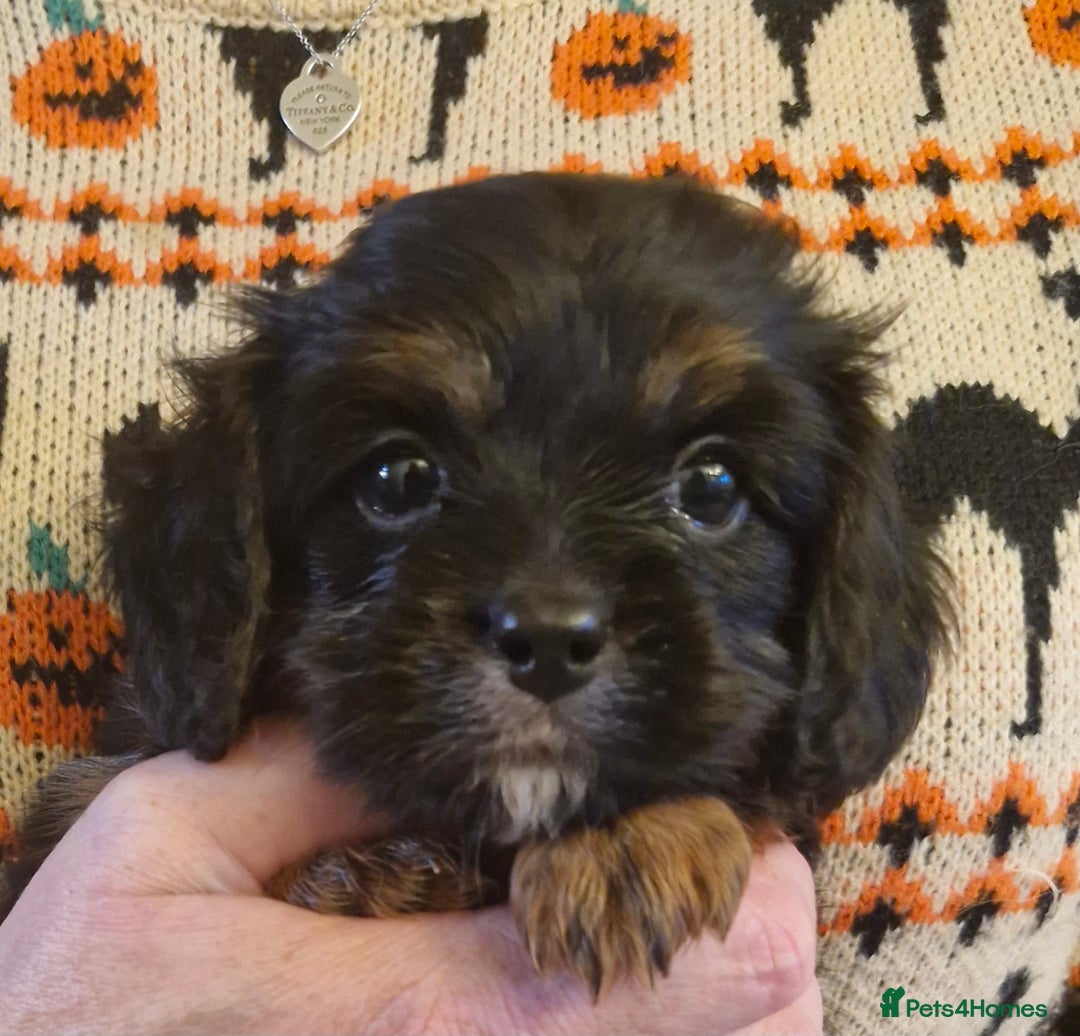 Cavalier King Charles Spaniel dogs for sale: KC Cavalier King Charles ÐNA tested parents  - Image 10