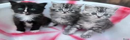 Siberian cats for sale: Adorable Kittens Looking for Their Forever Homes! - Advert 8