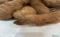 Goldendoodle dogs for sale: Australian Goldendoodel puppies  - Image 3