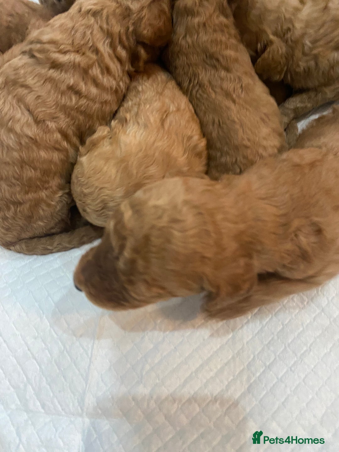 Goldendoodle dogs for sale: Australian Goldendoodel puppies  - Image 3
