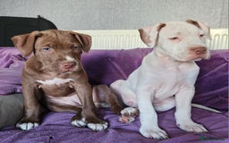 Mixed Breed dogs for sale: Bully Mix pups ‼️Reduced‼️ in Dagenham - Image 18