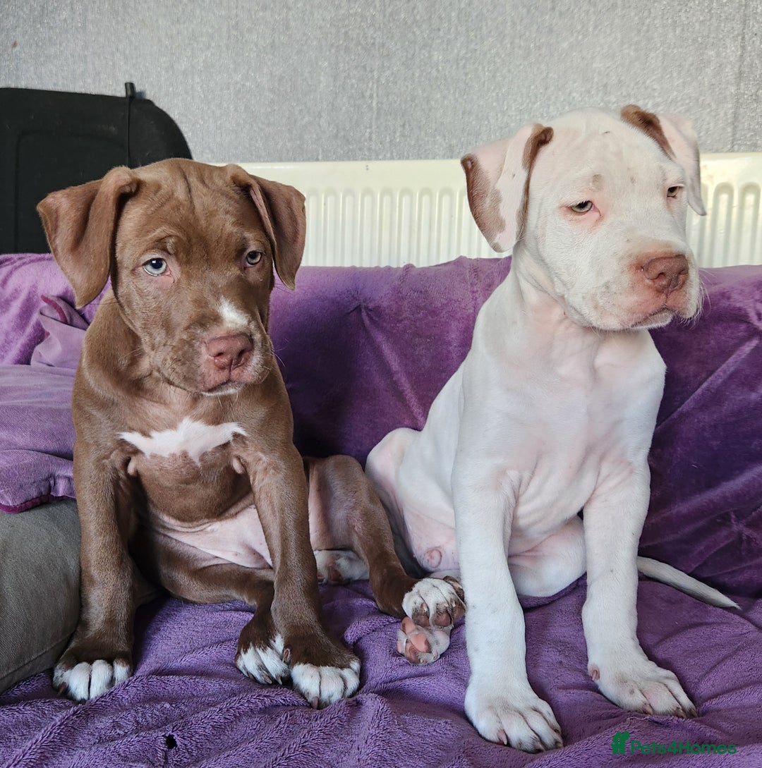 Mixed Breed dogs for sale: Bully Mix pups ‼️Reduced‼️ in Dagenham - Image 18