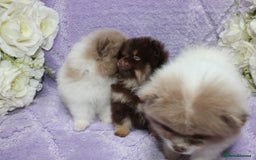 Pomeranian dogs for sale: PARTI MERLE QUALITY KC POMERANIANS - Image 10