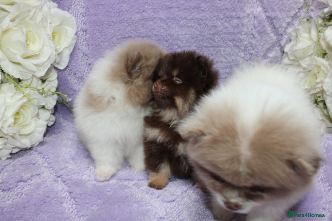 Pomeranian dogs for sale: PARTI MERLE QUALITY KC POMERANIANS - Image 10