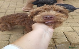 Patterdale Terrier dogs for sale: Fell Terrier  - Image 3