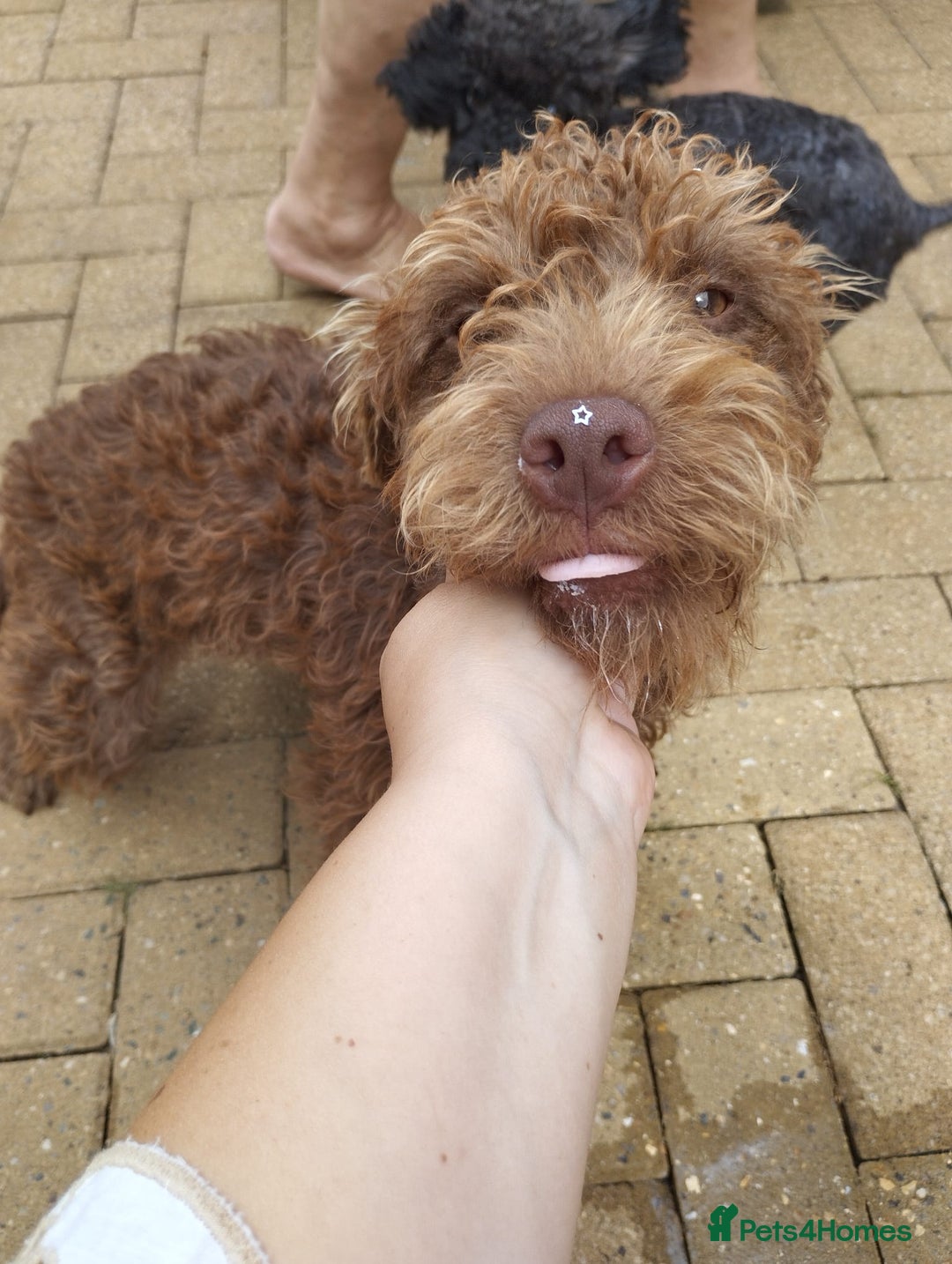 Patterdale Terrier dogs for sale: Fell Terrier  - Image 3