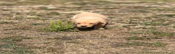 Labrador Retriever dogs for sale: 7 gorgeous kc Labrador puppies - Advert 6