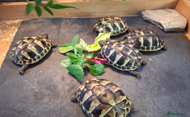 Hermann Tortoise reptiles - Advert 1